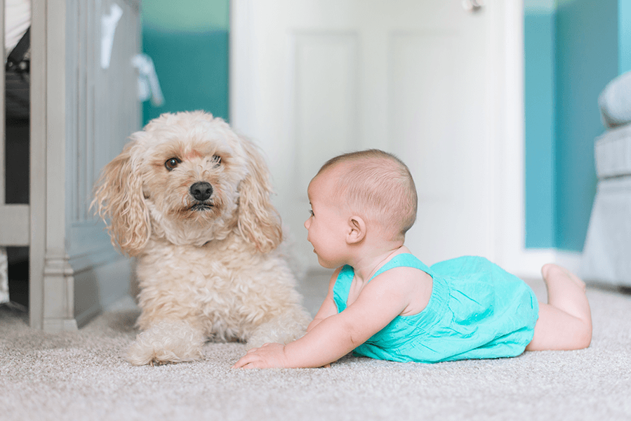 Clean carpet in a family home after Sea Breeze carpet cleaning