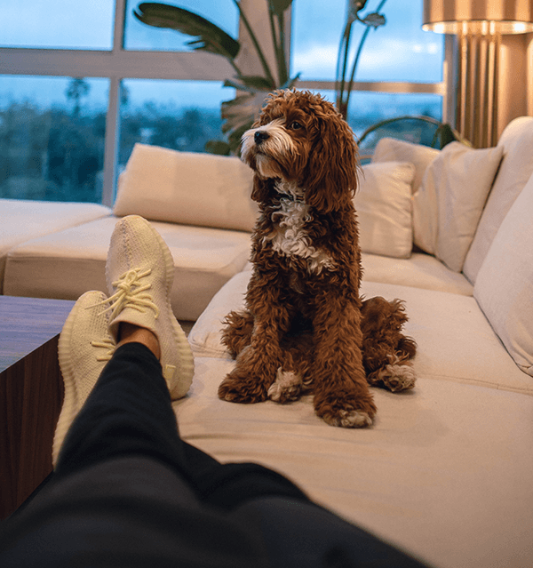 Dog relaxing on freshly cleaned couch